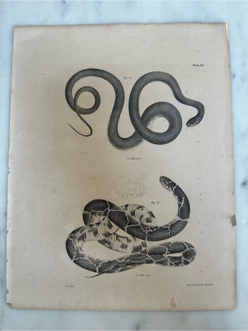 Antique James E. De Kay's 1842 Natural History of New York The Black Snake